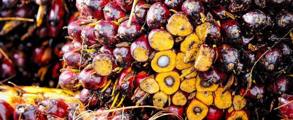 Certyfikacja RSPO łańcucha dostaw oleju palmowego