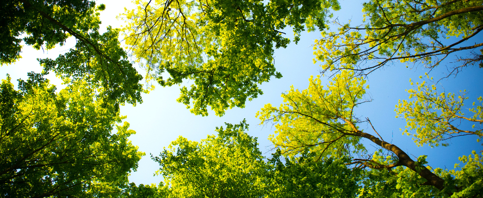 Certyfikacja łańcucha dostaw drewna wg FSC<sup>&reg;</sup>