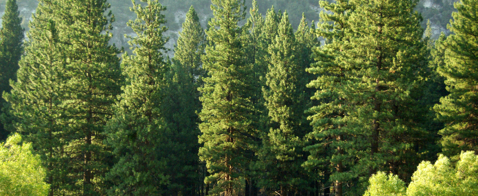 Certyfikacja łańcucha dostaw drewna PEFC