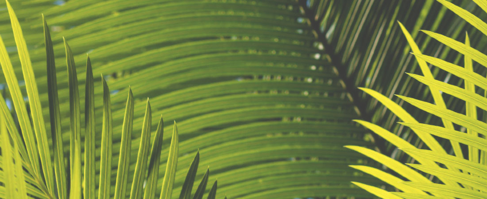 Co kryje się za znakiem towarowym RSPO?