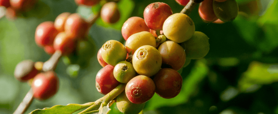 Rainforest Alliance – certyfikowane kakao, kawa, herbata i orzechy laskowe
