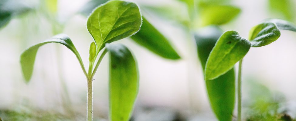 BM Certification rozszerza swój zakres usług o szereg usług weryfikacji Śladu Węglowego