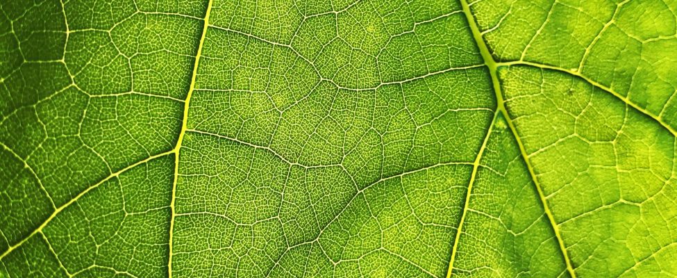 Rozporządzenie UE w sprawie wylesiania (EUDR)