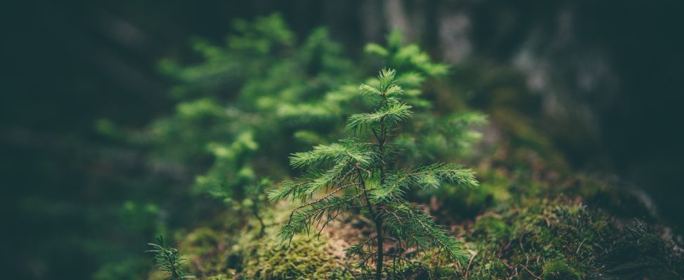 Rozporządzenie Unii Europejskiej w sprawie zgodności produktów niepowodujących wylesiania (EUDR) z systemami kontroli pochodzenia FSC i PEFC