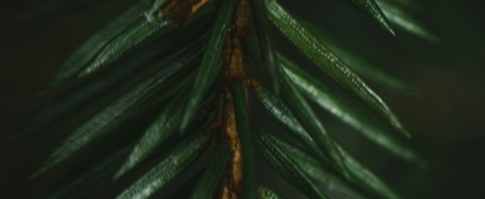 PEFC Council zawarł umowę z BM Certification na przeprowadzanie audytów PEFC RED II